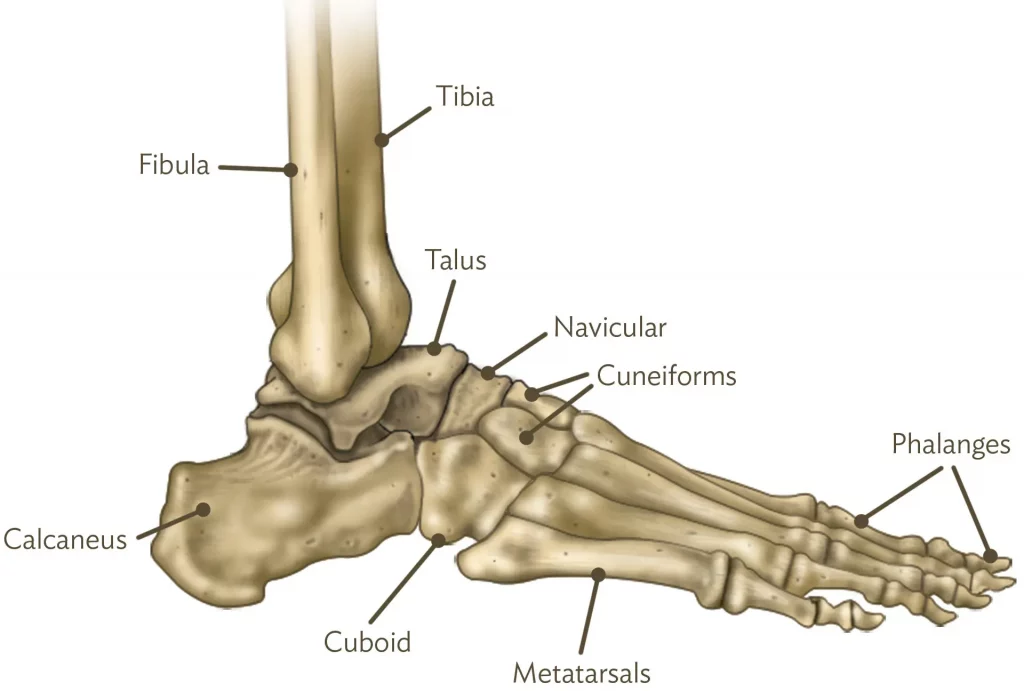 Ankle Bone Anatomy - AOA Orthopedic Specialists